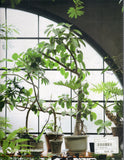 Indoor Green: Living with Plants - Bree Claffey - BCRA - BOO002A
