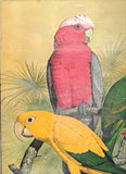 Parrots of the World - Joseph M. Forshaw - BREF - BOO080B
