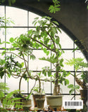 Indoor Green: Living with Plants - Bree Claffey - BCRA - BOO005B