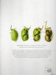 From the Earth: World's Great, Rare and Almost Forgotten Vegetables - Peter Gilmore - BREF - BCOO - BOO005